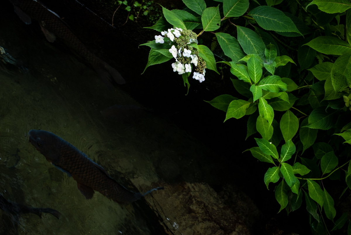 f:id:n_m_res:20191005110046j:plain