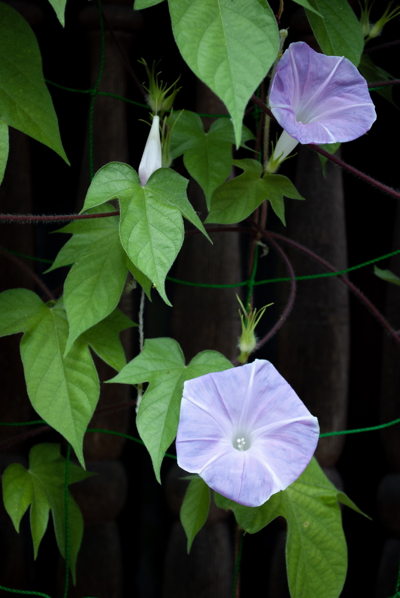 f:id:n_m_res:20191005111122j:plain