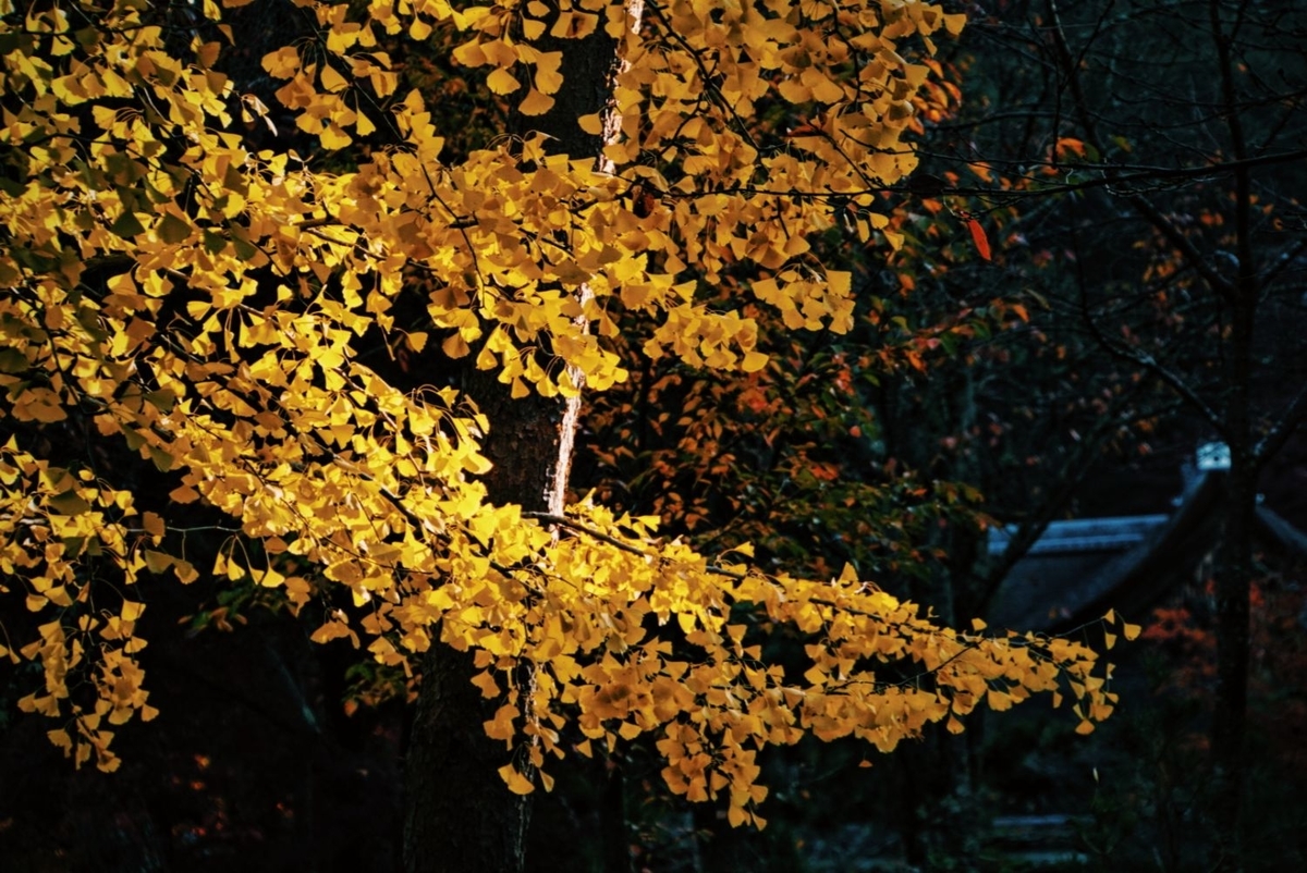 f:id:n_m_res:20191126144657j:plain
