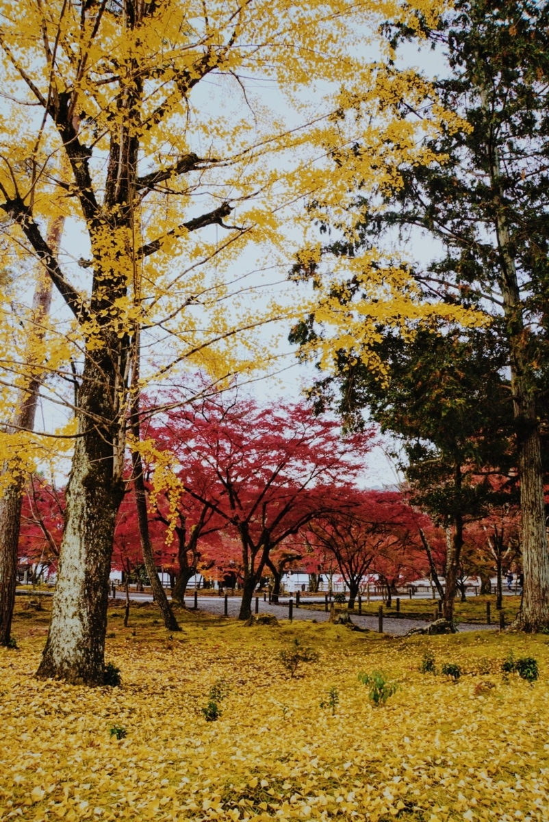 f:id:n_m_res:20191126151825j:plain
