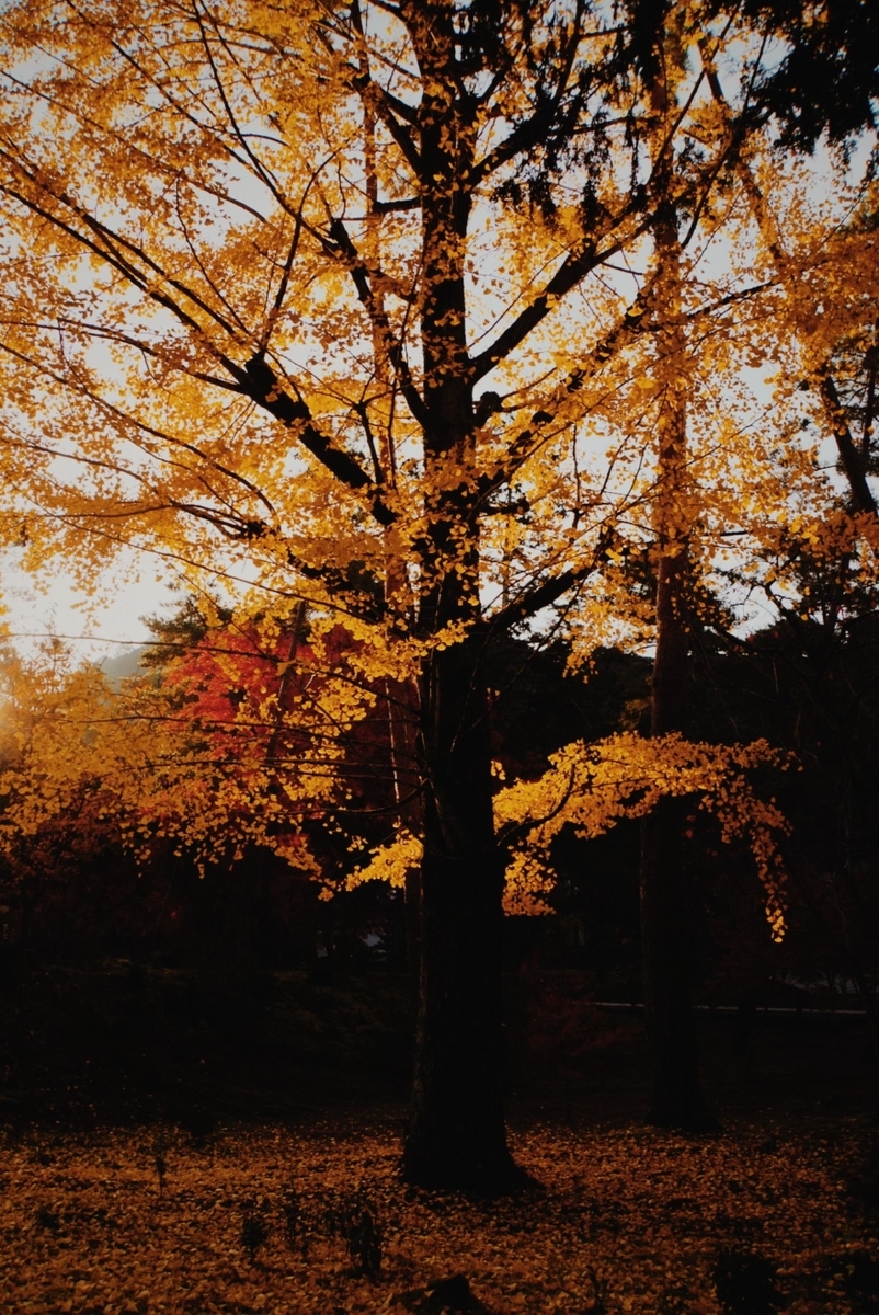 f:id:n_m_res:20191126151943j:plain