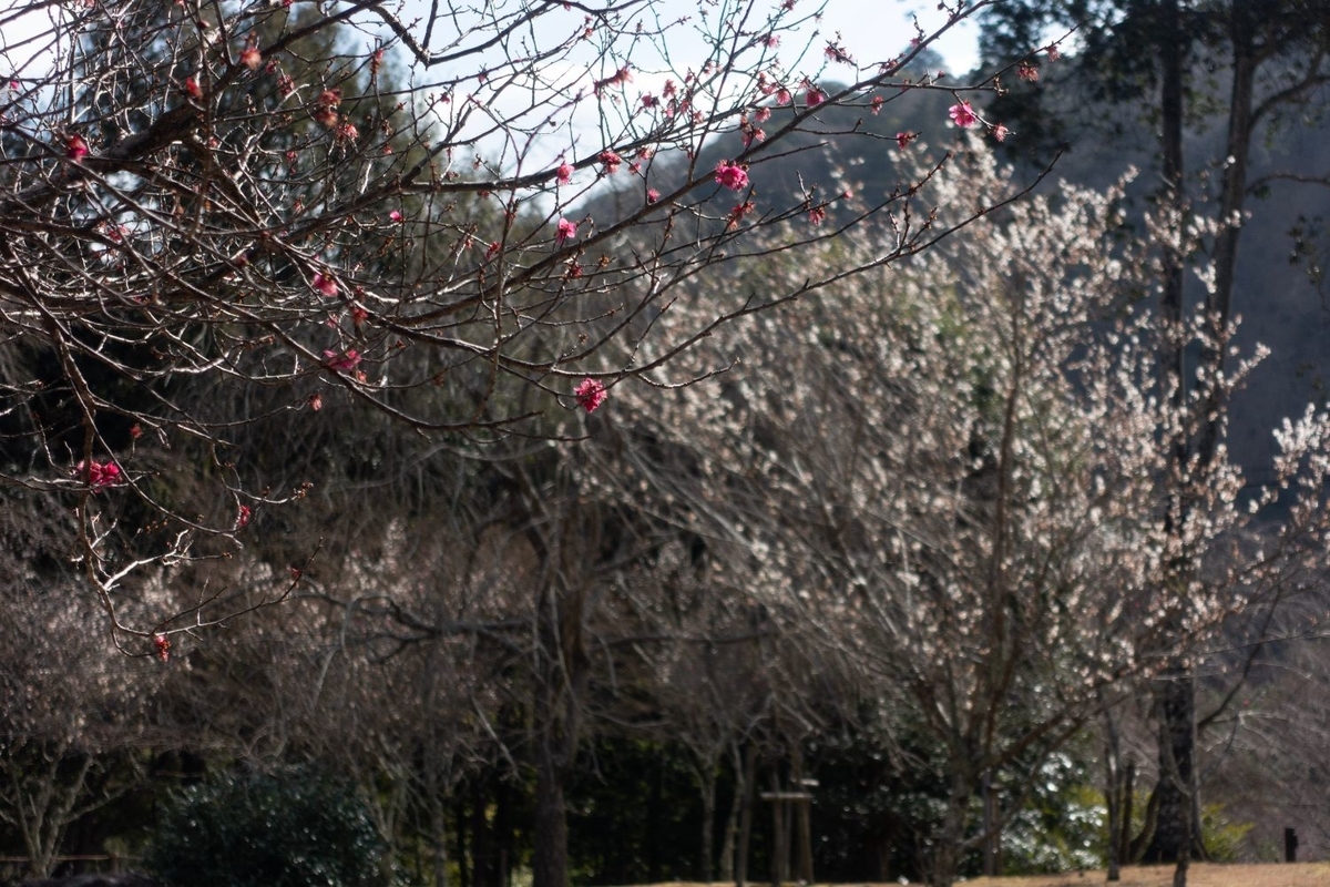 f:id:n_m_res:20200225110710j:plain f:id:n_m_res:20200225110710j:plain