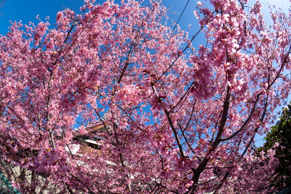 f:id:n_m_res:20200311133801j:plain f:id:n_m_res:20200311133801j:plain