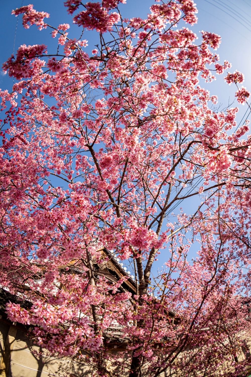 f:id:n_m_res:20200311133805j:plain f:id:n_m_res:20200311133805j:plain