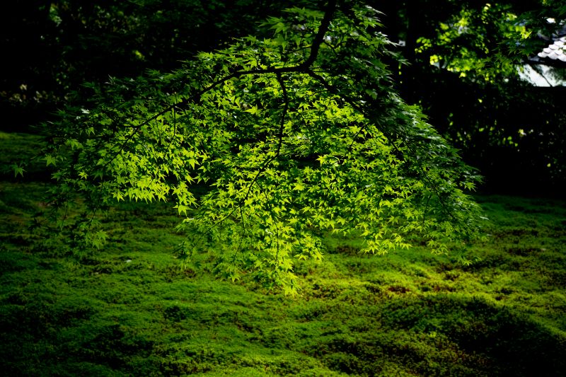 f:id:n_m_res:20200708135810j:plain f:id:n_m_res:20200708135810j:plain