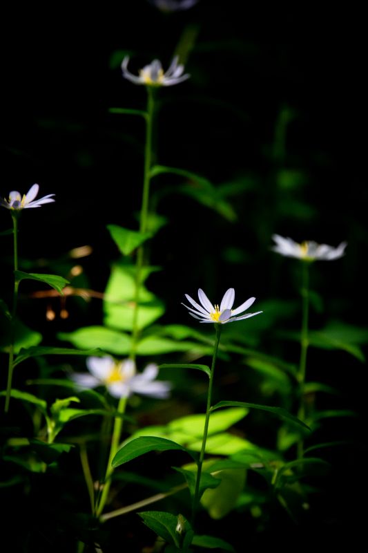 f:id:n_m_res:20200708135853j:plain f:id:n_m_res:20200708135853j:plain
