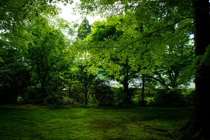 f:id:n_m_res:20200708135936j:plain f:id:n_m_res:20200708135936j:plain