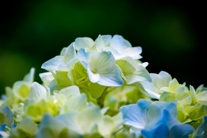 f:id:n_m_res:20200708140020j:plain f:id:n_m_res:20200708140020j:plain