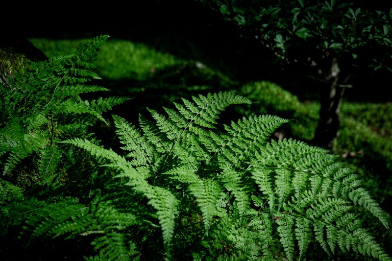 f:id:n_m_res:20200708140039j:plain f:id:n_m_res:20200708140039j:plain
