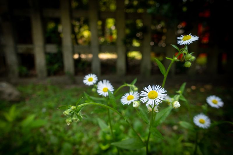 f:id:n_m_res:20200805134503j:plain f:id:n_m_res:20200805134503j:plain