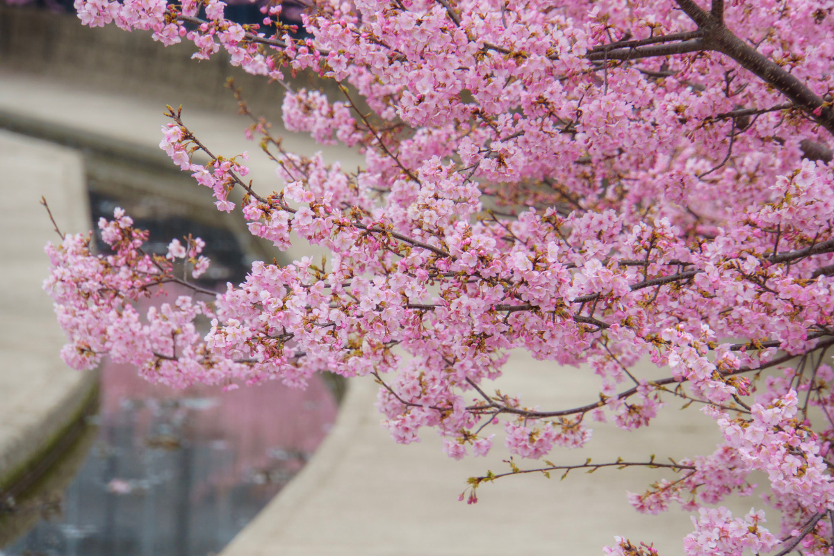 f:id:n_m_res:20210407142506j:plain