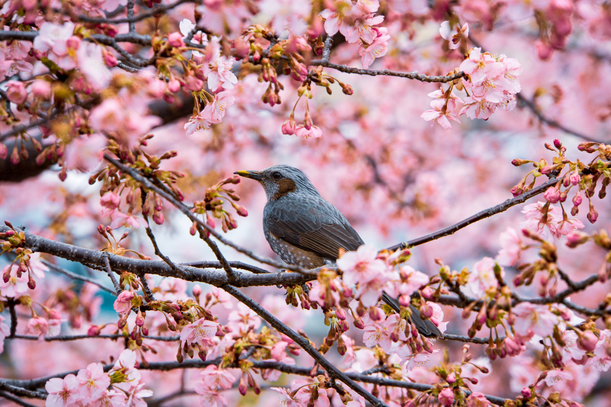 f:id:n_m_res:20210407142513j:plain