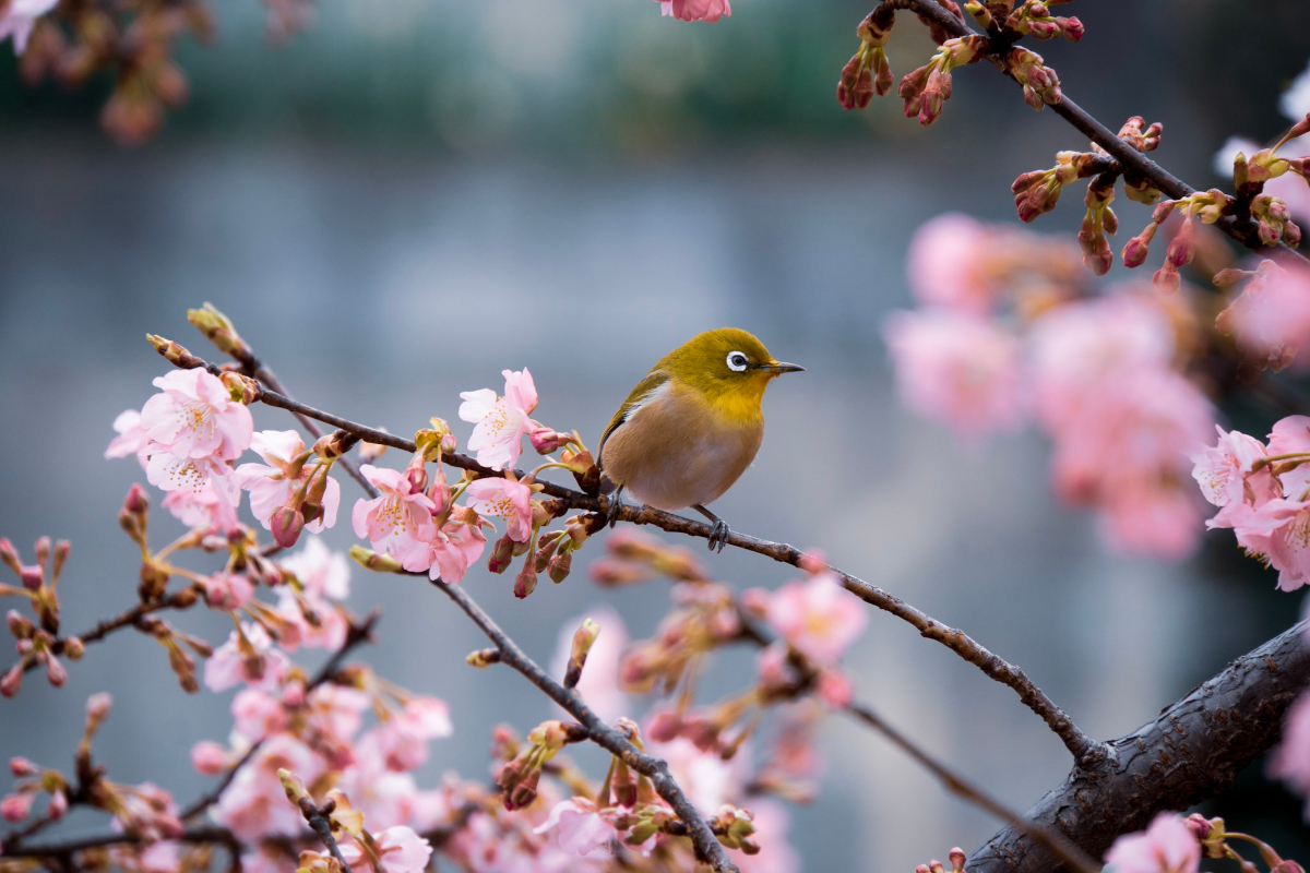 f:id:n_m_res:20210407142518j:plain