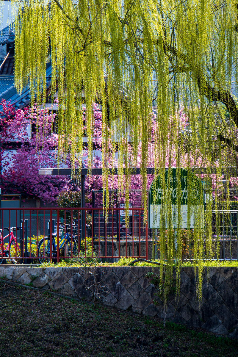 f:id:n_m_res:20210407142533j:plain