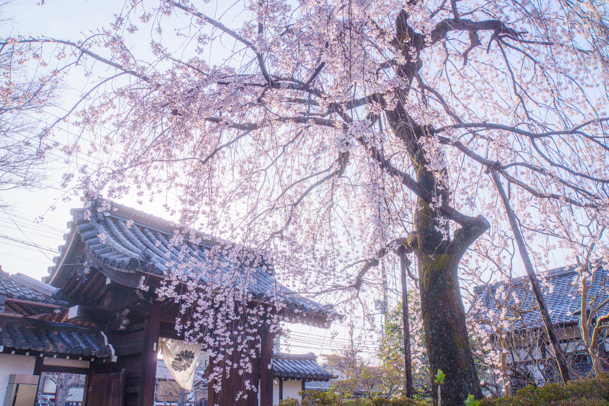 f:id:n_m_res:20210407142948j:plain