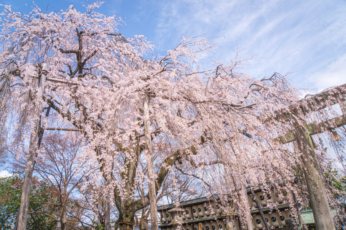 f:id:n_m_res:20210407143011j:plain