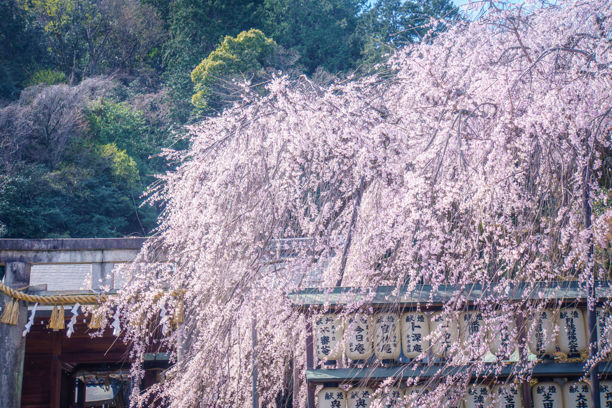 f:id:n_m_res:20210407143015j:plain