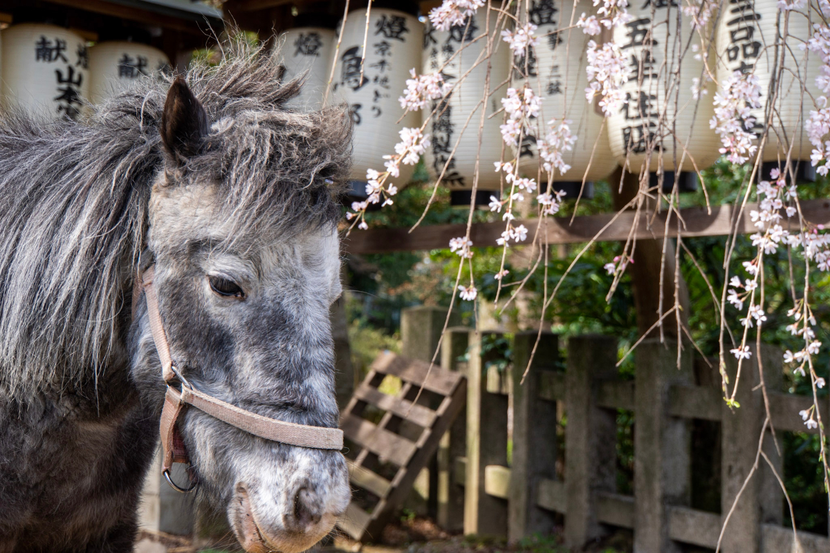 f:id:n_m_res:20210407143019j:plain