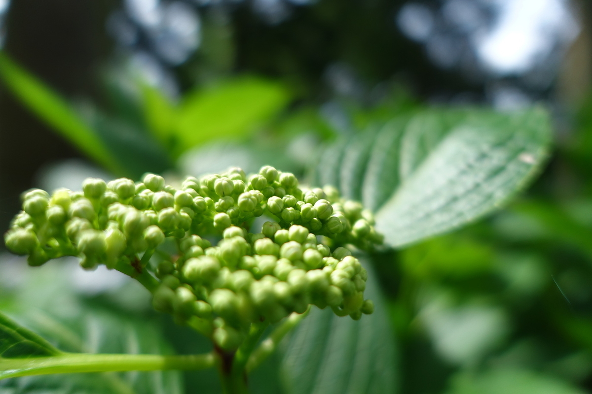 f:id:n_m_res:20210606220031j:plain