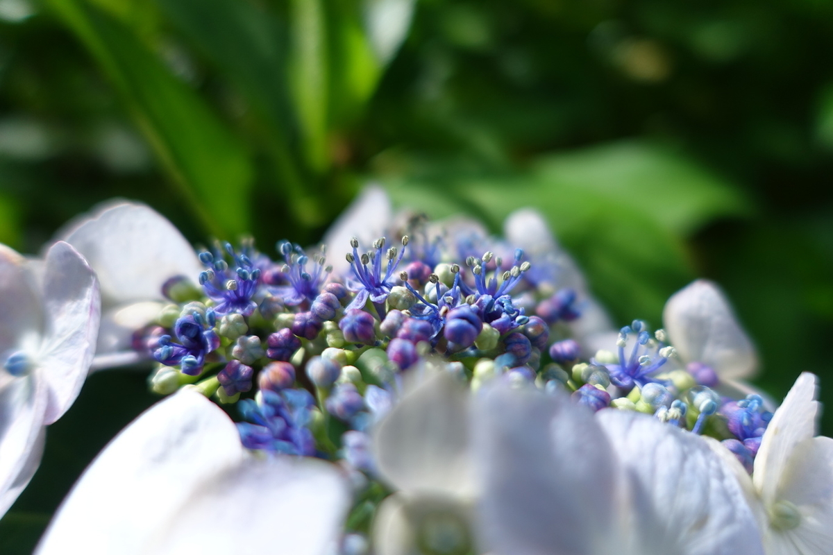 f:id:n_m_res:20210606220048j:plain