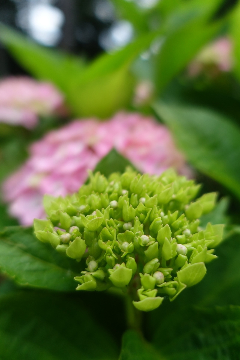 f:id:n_m_res:20210606220109j:plain