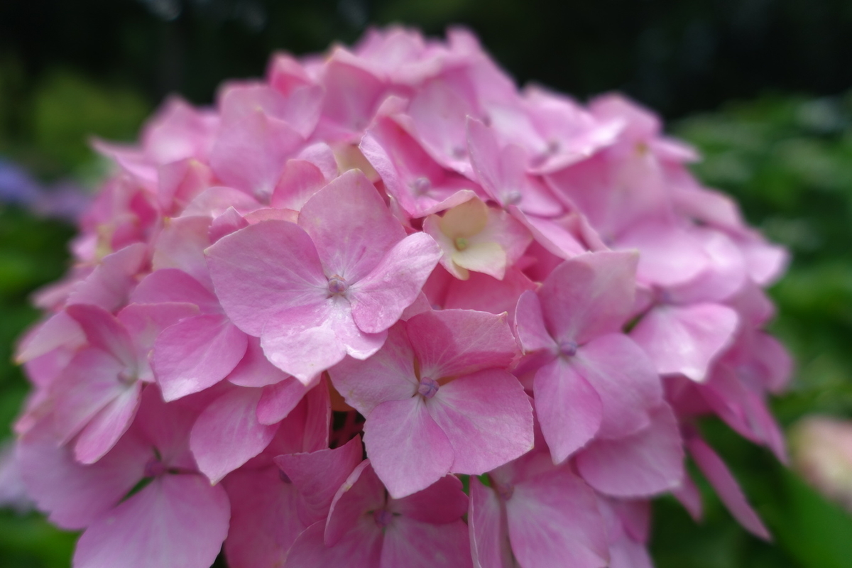 f:id:n_m_res:20210606220123j:plain