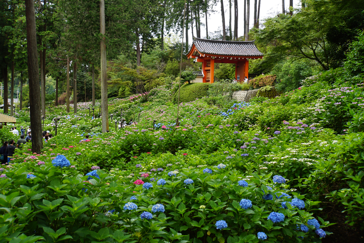 f:id:n_m_res:20210607115835j:plain