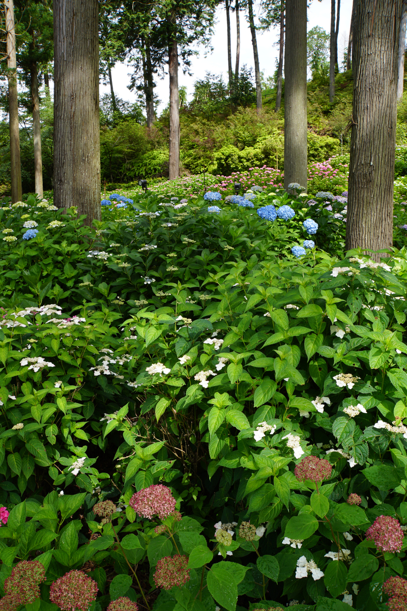 f:id:n_m_res:20210607115920j:plain