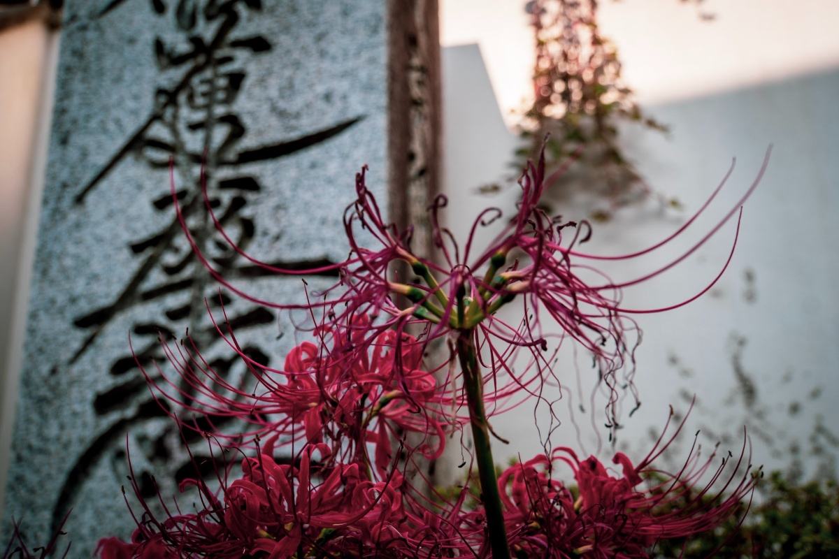 f:id:n_m_res:20211013142410j:plain