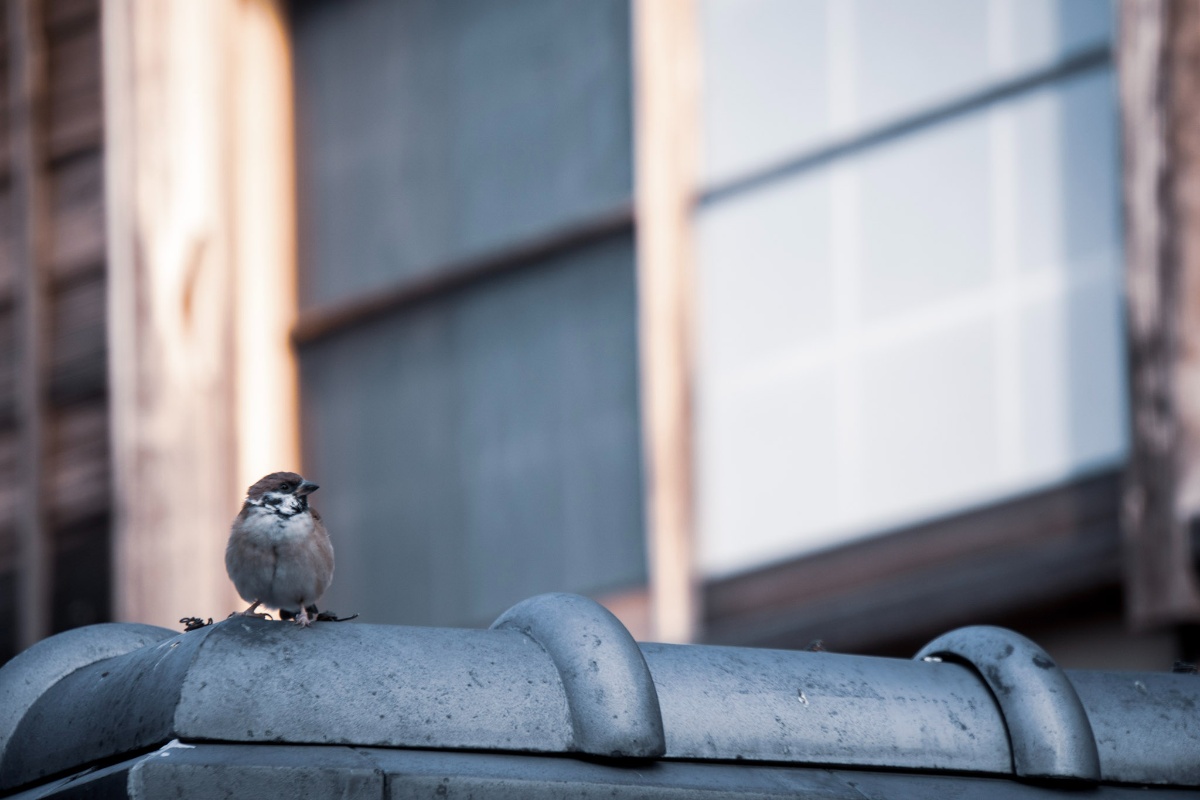 f:id:n_m_res:20211013142427j:plain