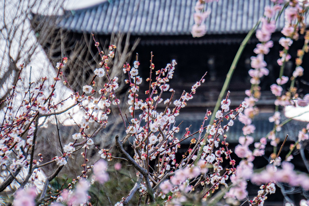 f:id:n_m_res:20220401102107j:plain