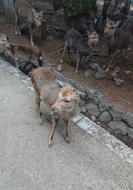 f:id:n_m_train:20190201073553j:image f:id:n_m_train:20190201073553j:image