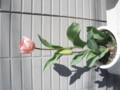 [2010][テル][花]