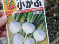 [2010][家庭菜園]チンゲンサイの次は「かぶ」にするんやって。