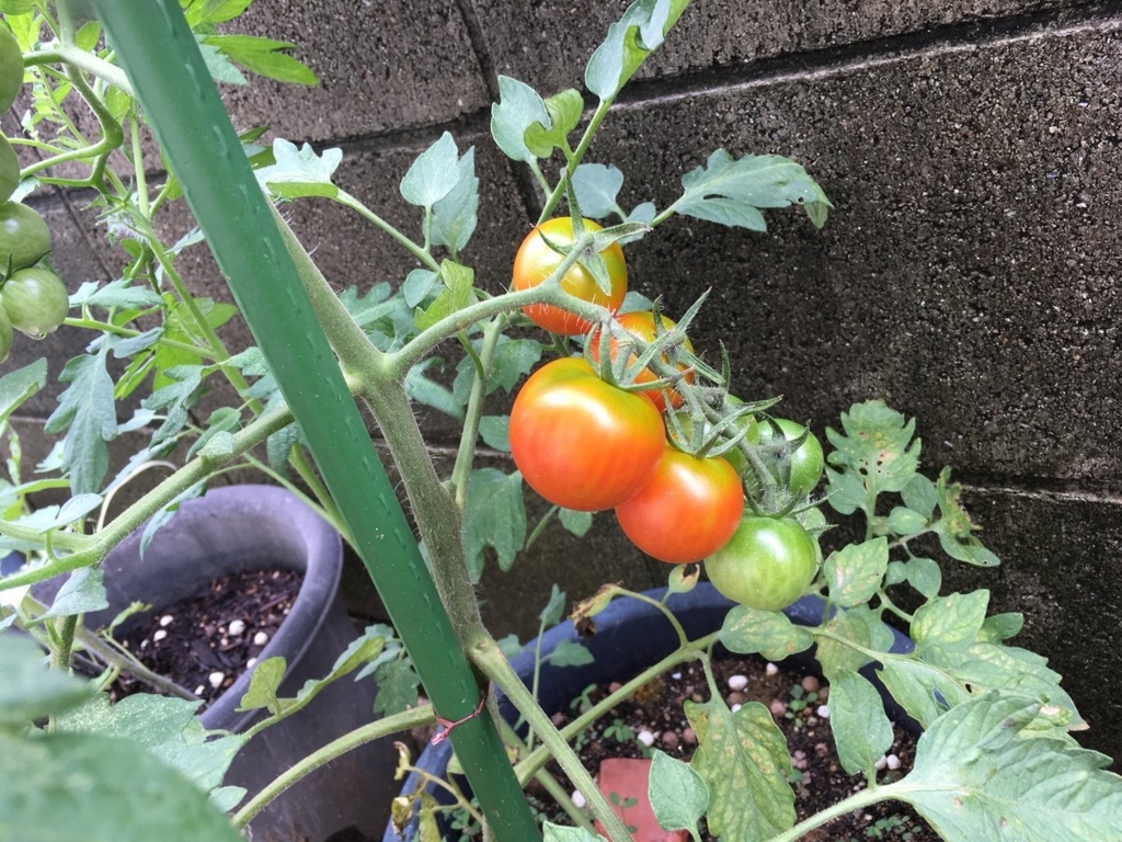 f:id:n_nomusan:20180709172325j:plain:w80:right f:id:n_nomusan:20180709172325j:plain:w80:right