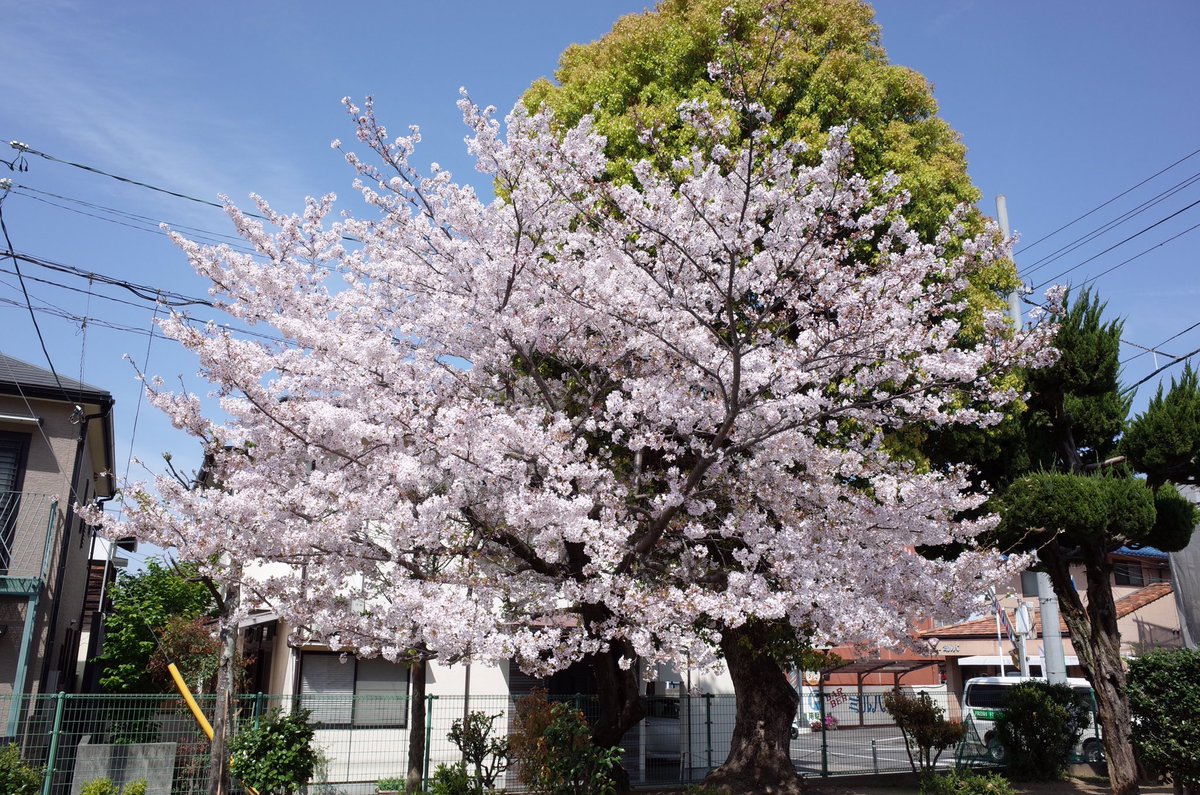 f:id:n_nomusan:20190410182558j:plain:w80:right