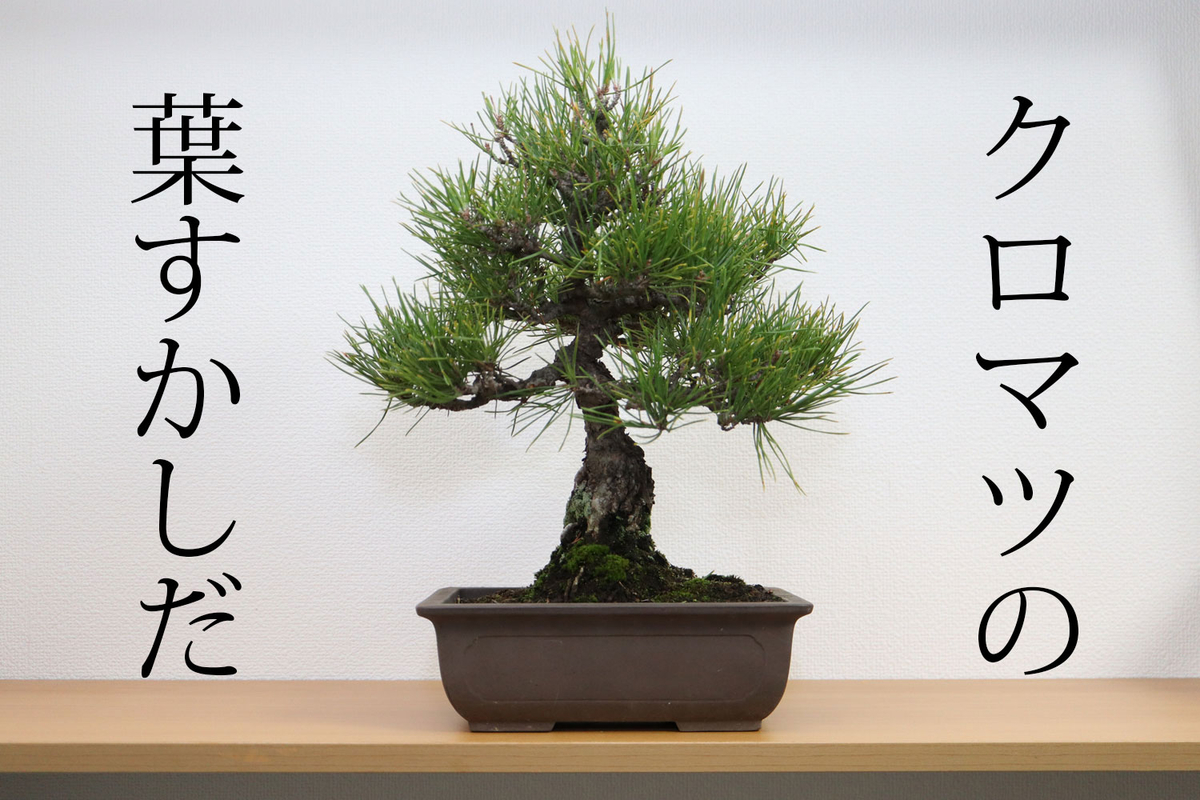 盆栽クロマツの葉すかしがタイミング 大宮盆栽デイズ Omiya Bonsai Days