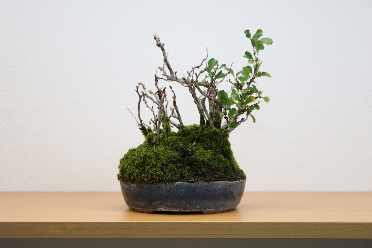 半分枯れた盆栽チョウジュバイ シリーズ 現状 大宮盆栽デイズ Omiya Bonsai Days