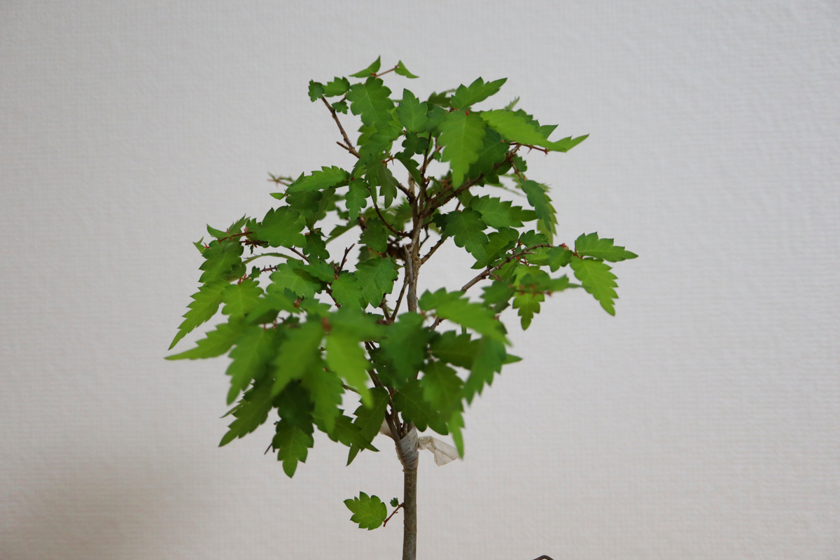 箒作りの盆栽ケヤキの手入れをどうするか 大宮盆栽デイズ Omiya Bonsai Days