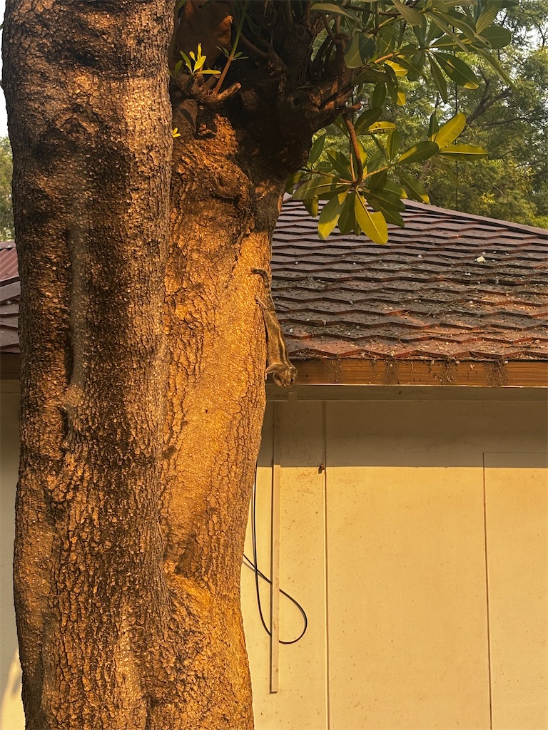 f:id:na-india:20251115134704j:image