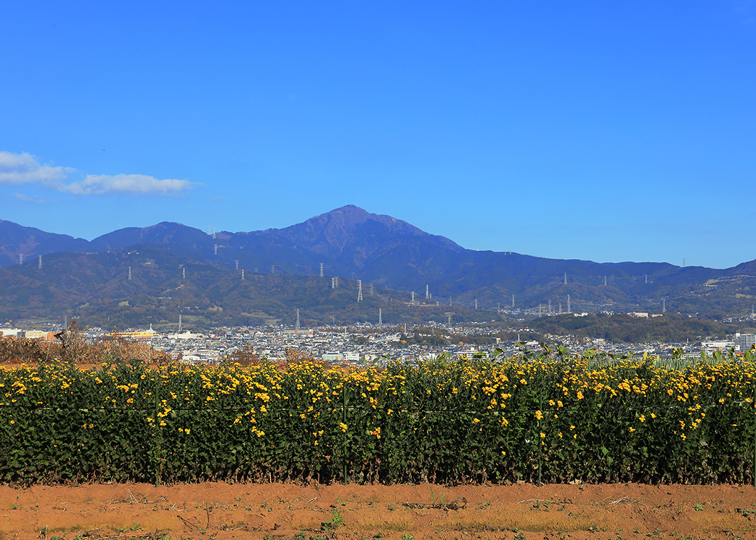 f:id:na-mansan:20201206134012j:plain