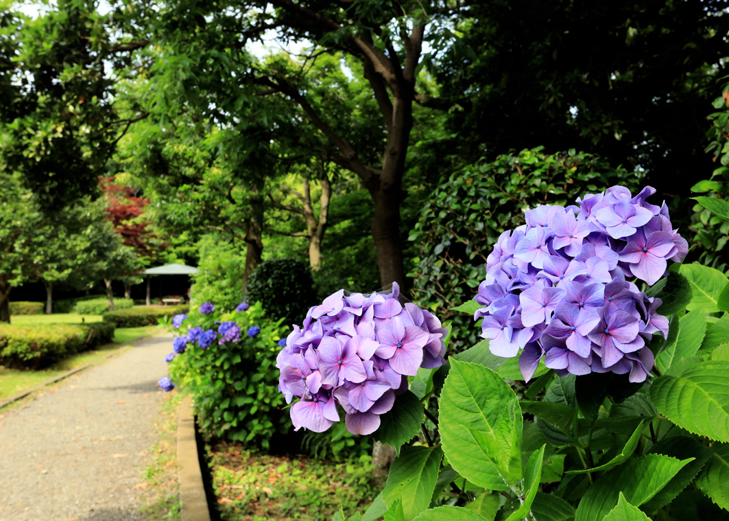 f:id:na-mansan:20210620121141j:plain