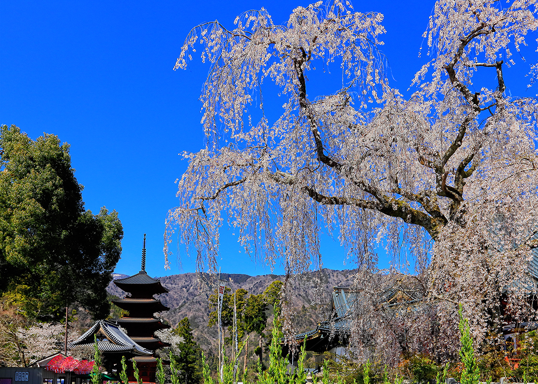 かぐや姫がそっとささやく公然の秘密5 卑弥呼のイケメンの弟は