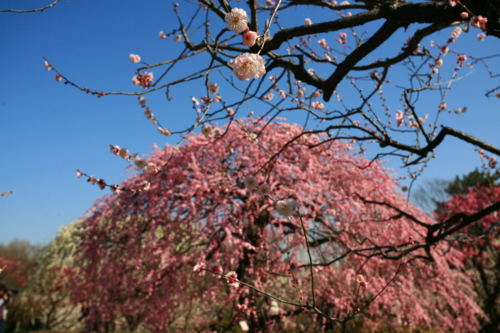 f:id:na300111:20130312095945j:image