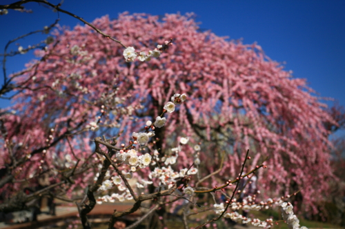 f:id:na300111:20130312103855j:image