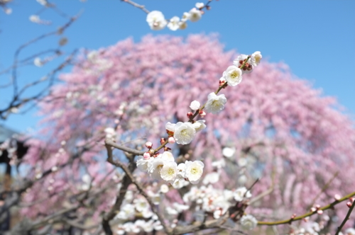 f:id:na300111:20130312104539j:image