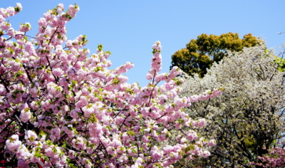 f:id:na300111:20140415105527j:image