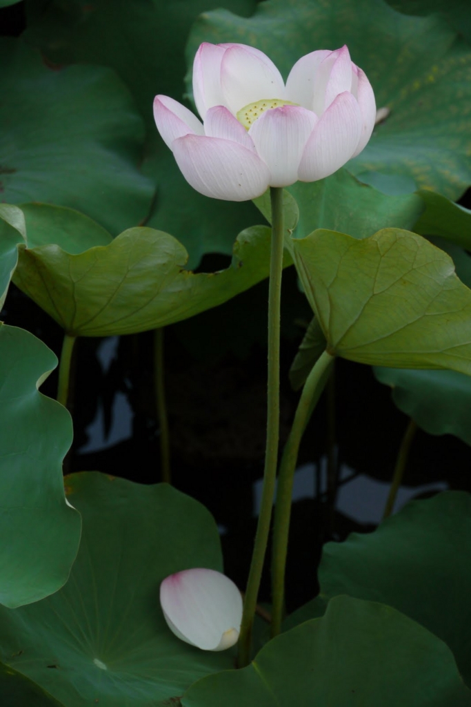 f:id:nabe:20110730055001j:image:w400