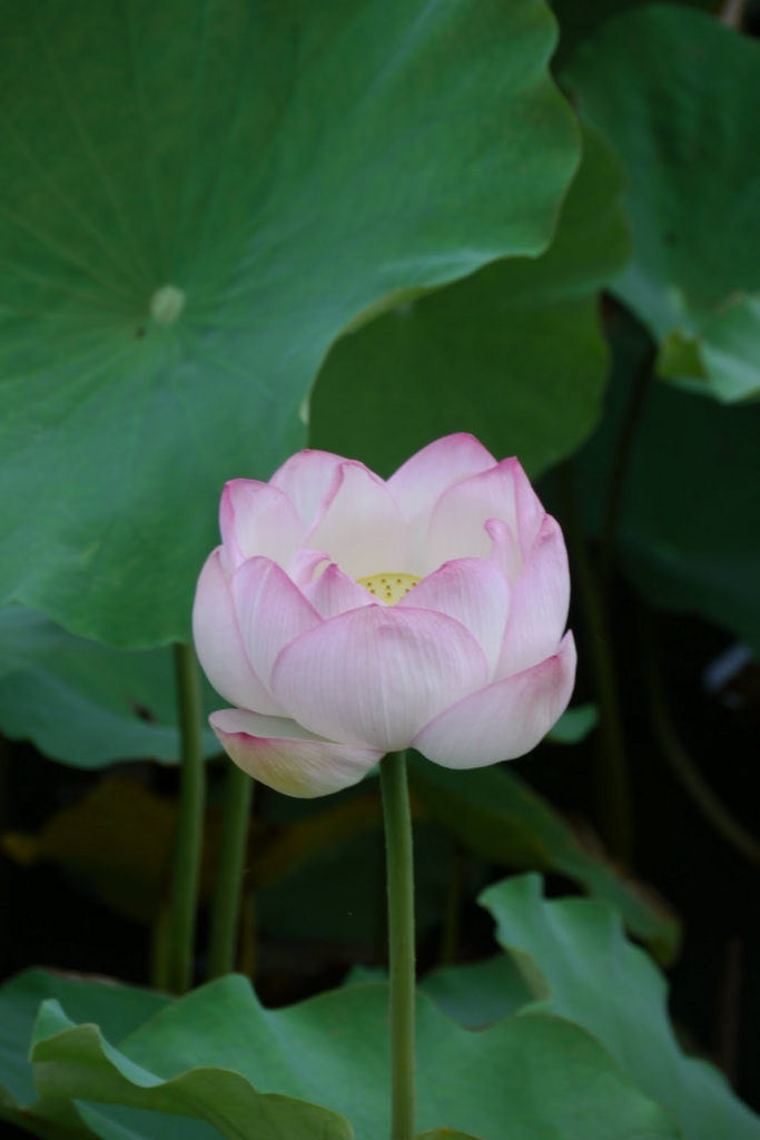 f:id:nabe:20110730055159j:image:w400