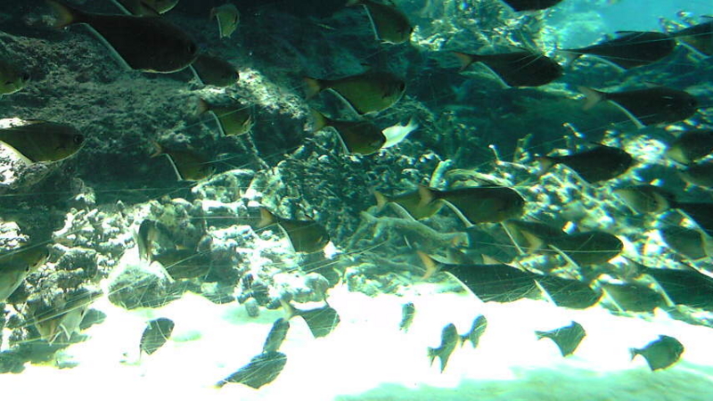 f:id:nabe2030:20090720122700j:image